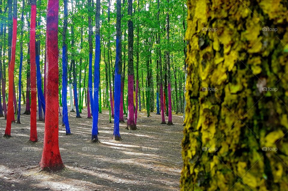 colorful forest, Romania