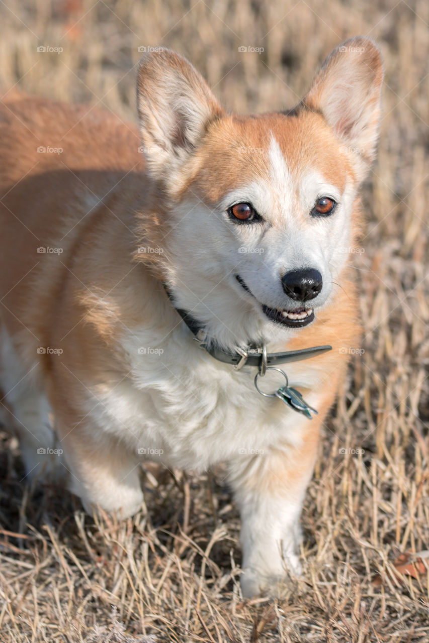 Older corgi running and playing. 