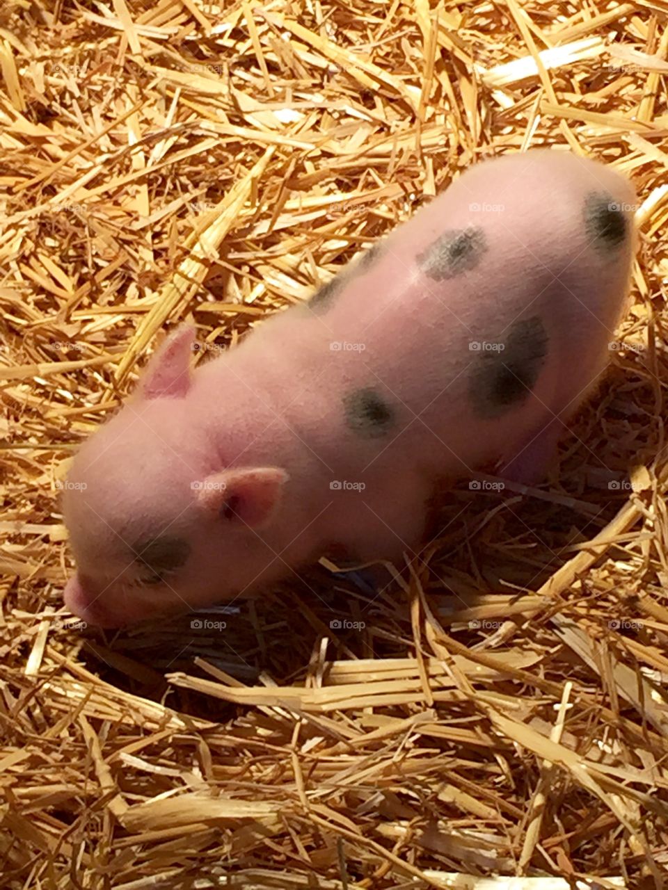 Close-up of a pig on hay