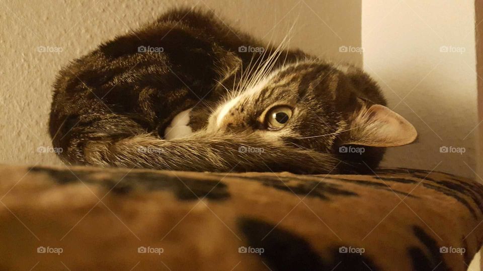 Close-up of tabby cat lying on bed
