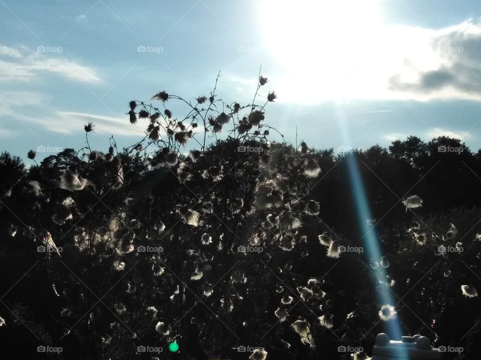 beautiful picture of sun shinning thru plants in field