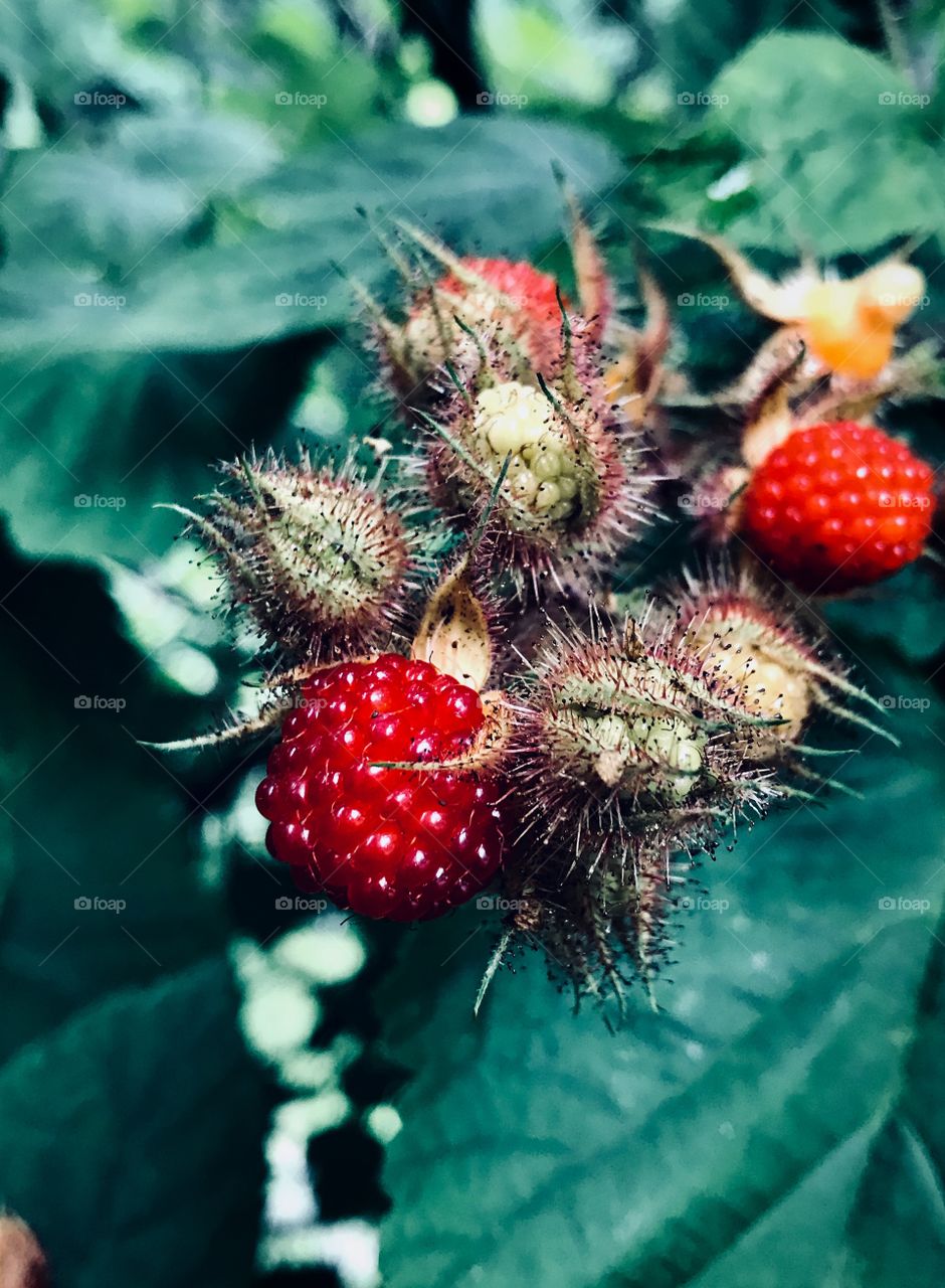 Raspberry bush—taken in Ludington, Michigan 