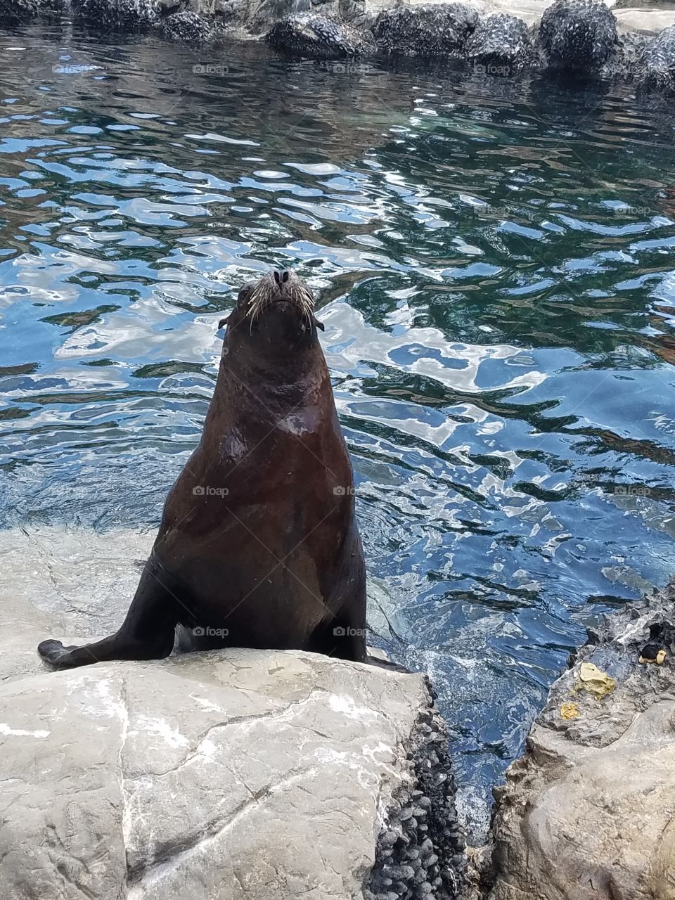 Seal buddy