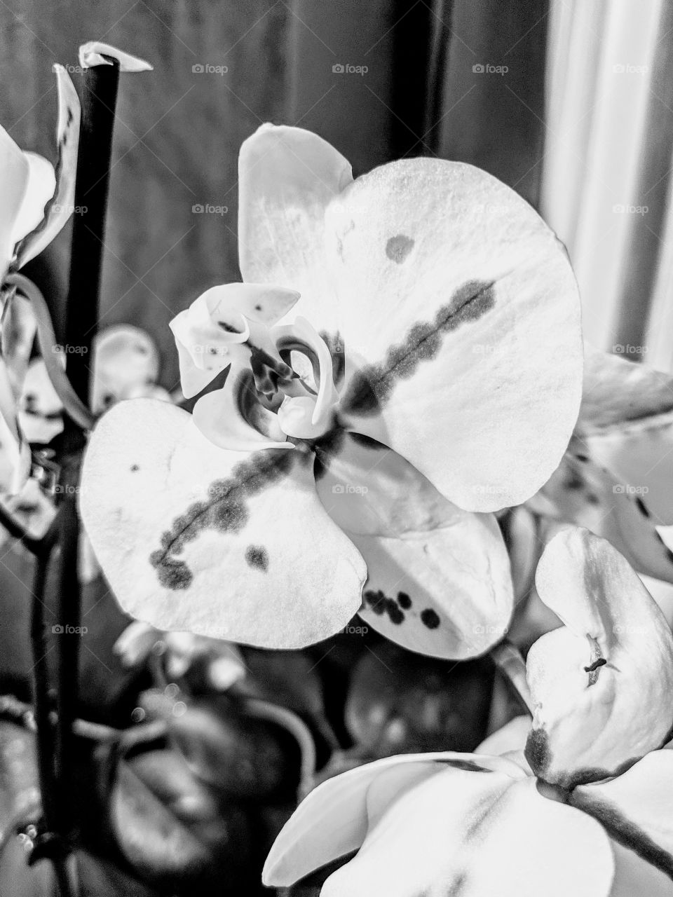 Beautiful dancing orchid, even without color.