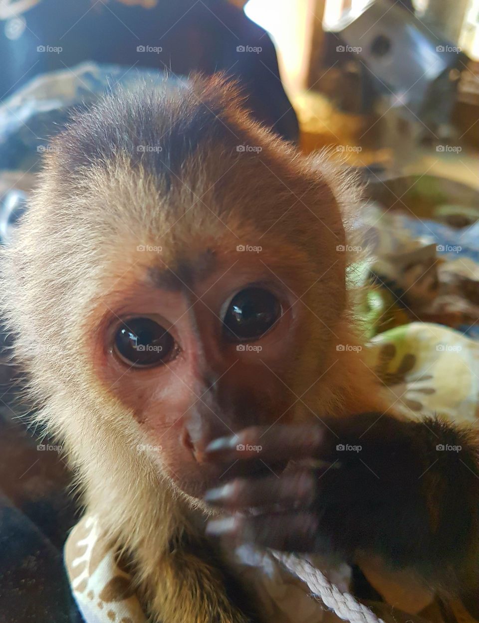 The cutest pets in the world