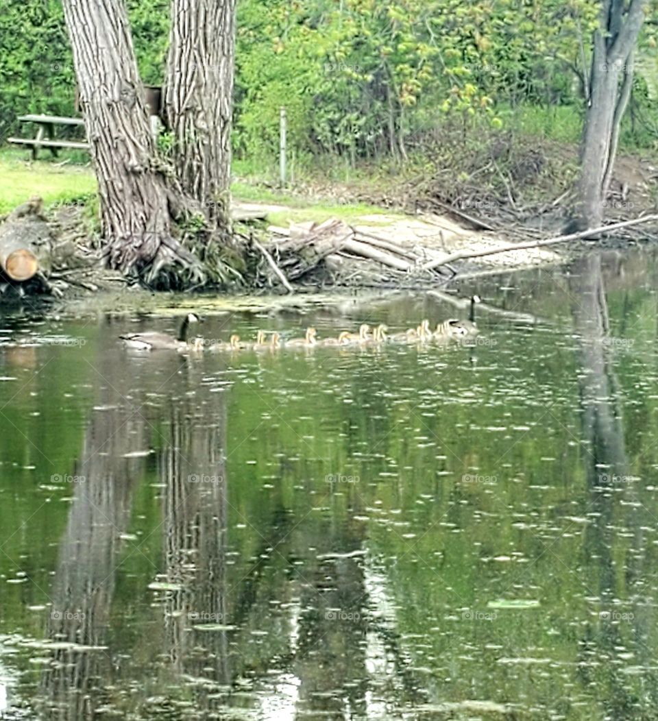 geese family