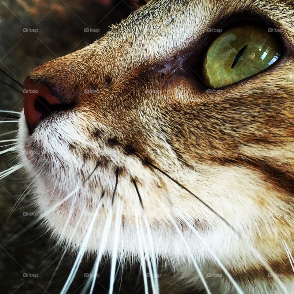 Closeup of a cat’s face, cat looking to come in, stray cat watching people, closeup of whiskers and eyes, the eye and whiskers of a cat 