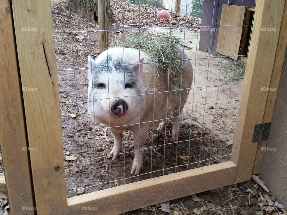 Pig in pen