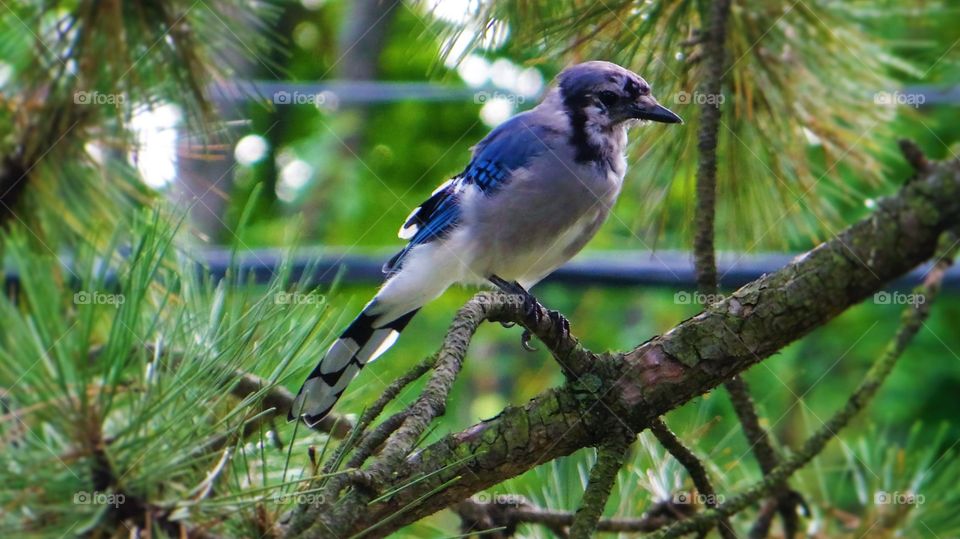 Bluejay; annoyingly loud and mean but you're lucky you're beautiful. Oh did I mention annoying? 
