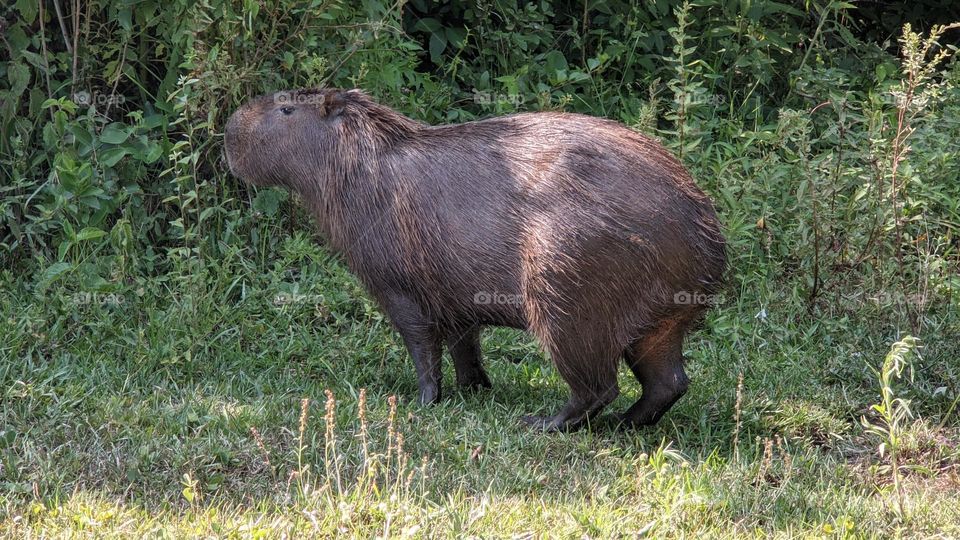 capivara gaucha
