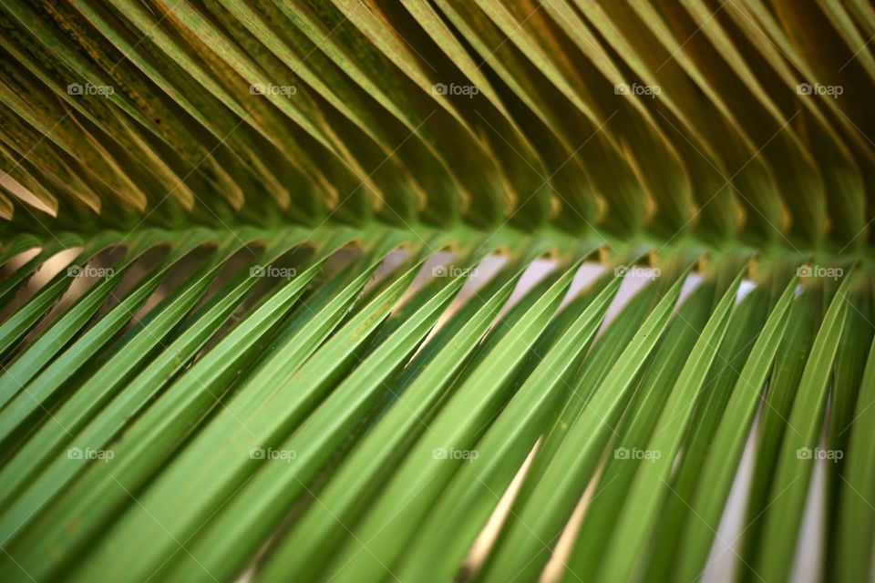 Leaf of Palm 