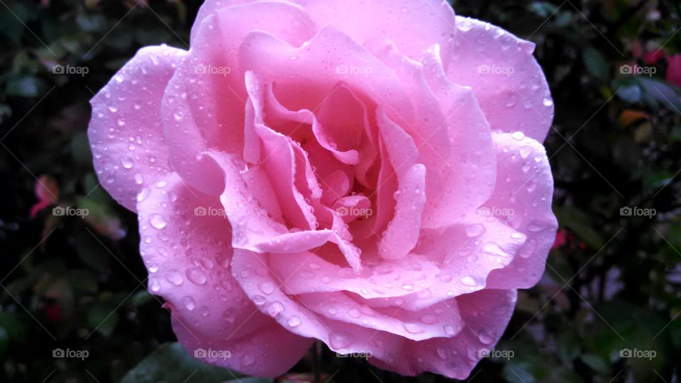 Rain covered Rose