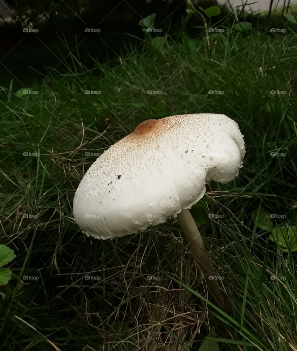 mushroom or toadstool is the fleshy spore bearing fruiting body of a fungus typically produced above ground on soil or on its food source "mushroom"also describes a variety of other gilled fungi with or without stems.