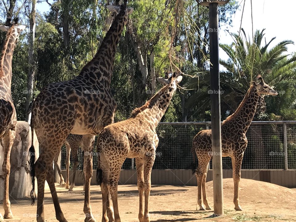 Giraffen San Diego Zoo