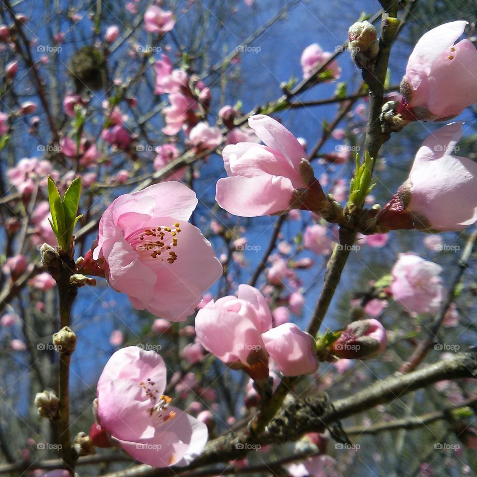 Sprinkled in pink. Sweet peach flowers on an early spring