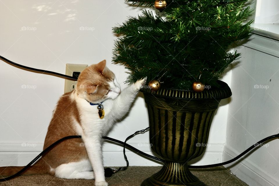 Cat plays with Christmas tree