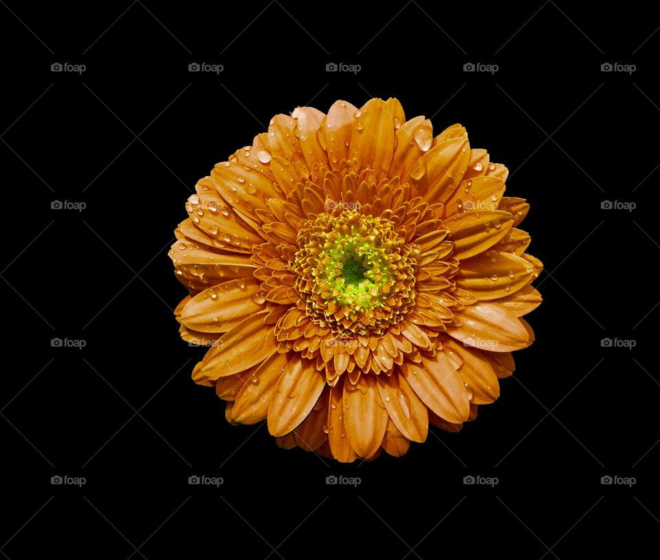 Sticker natural flower and water dropped background warm bath with candle 