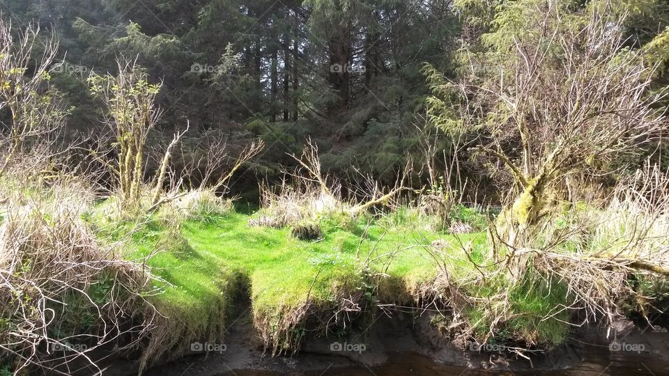 green grass beaver slide in the woods