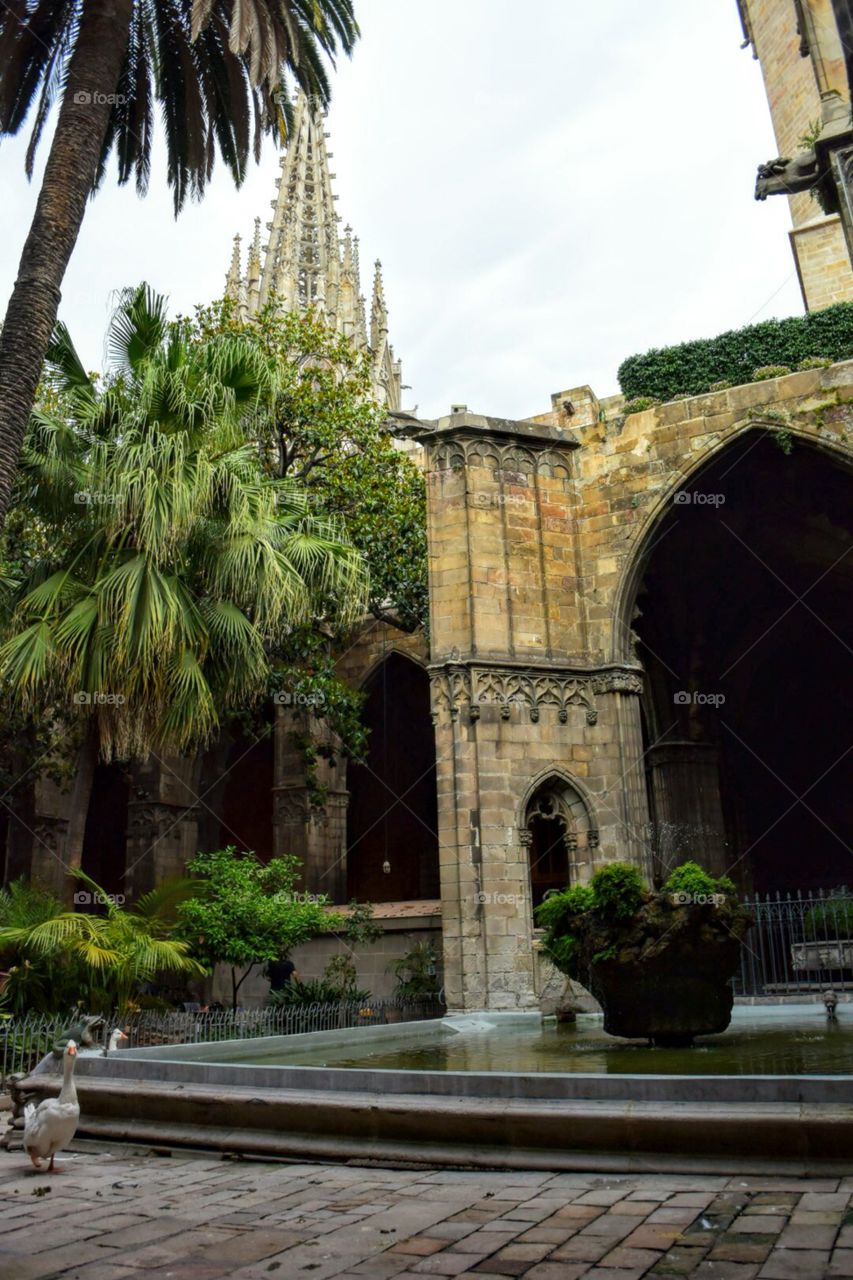 Barcelona Cathedral Cloisters. Barcelona, Spain