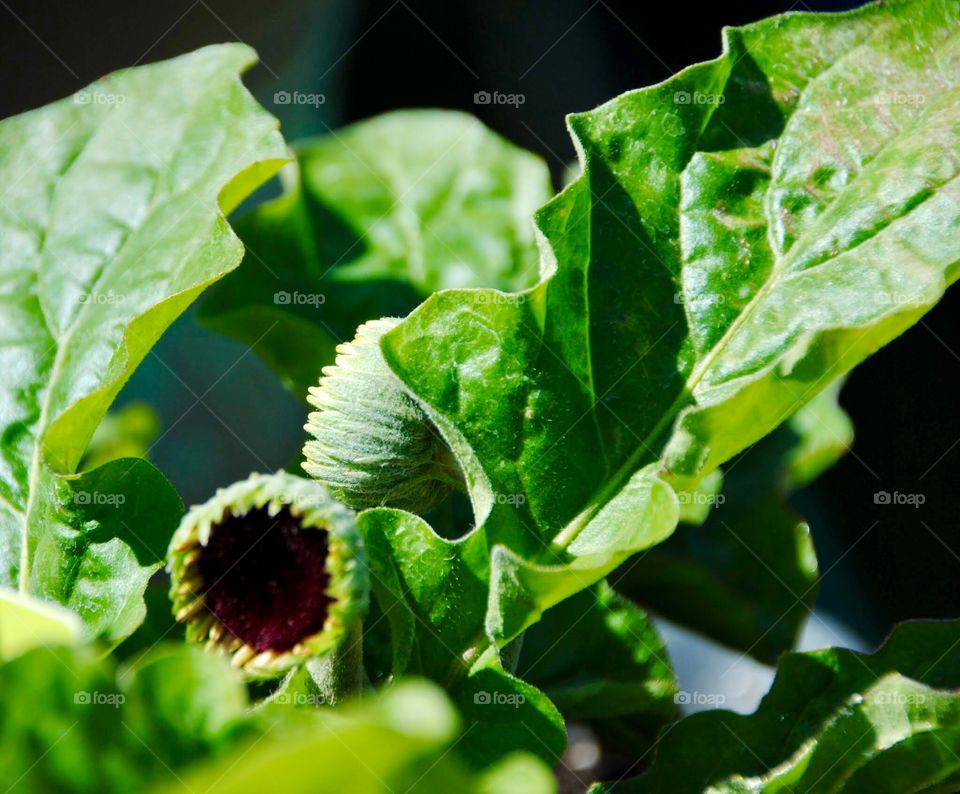 Displaying a Yellow Rimmed Circle of Life