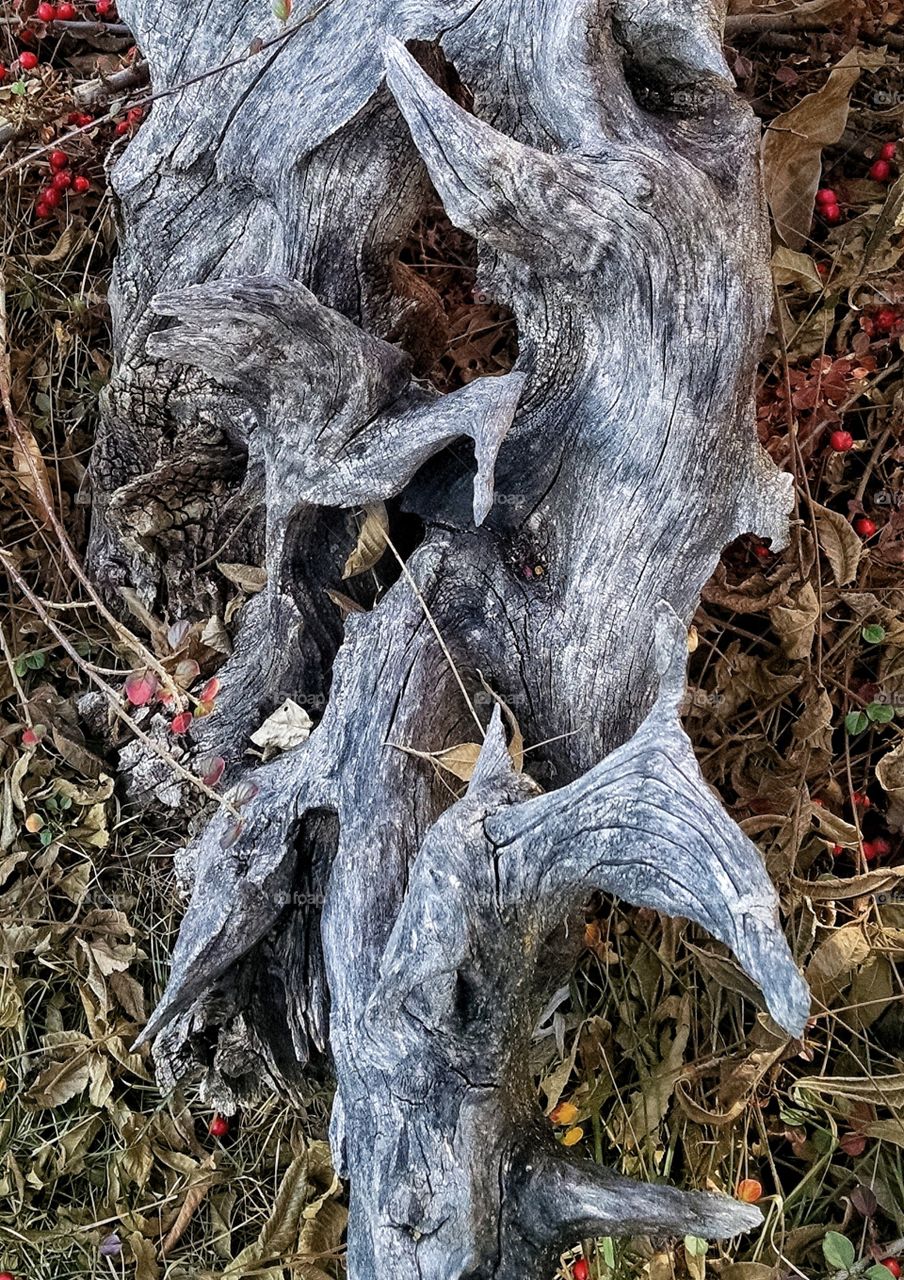 Looking closely at my garden's early winter. beauty.