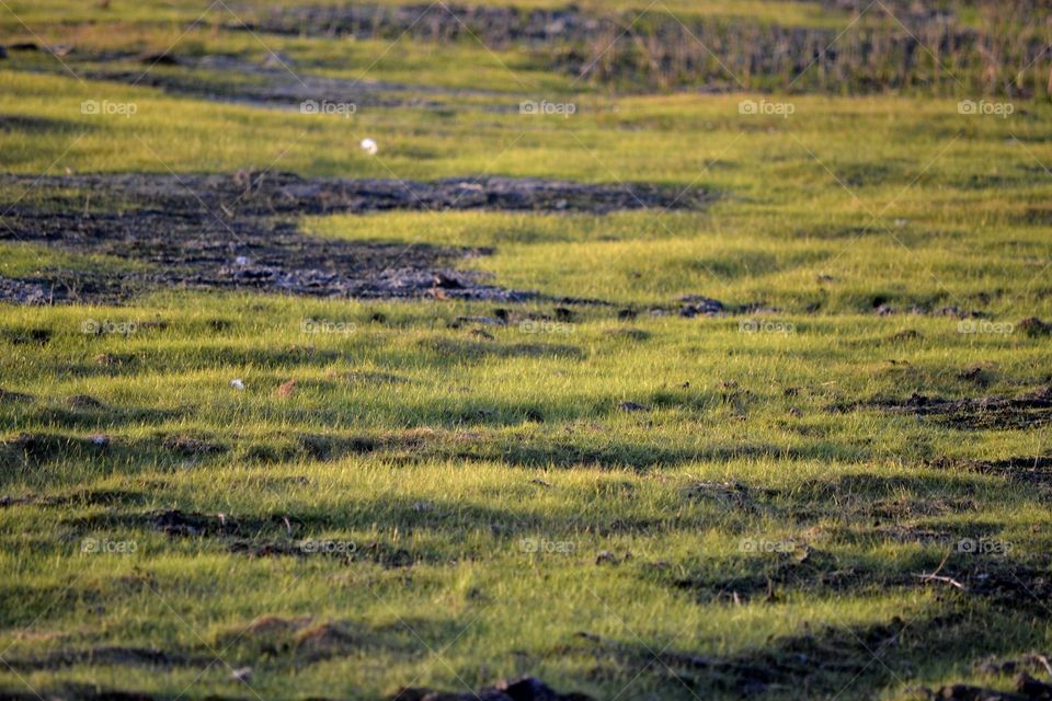 new grass on lakebed