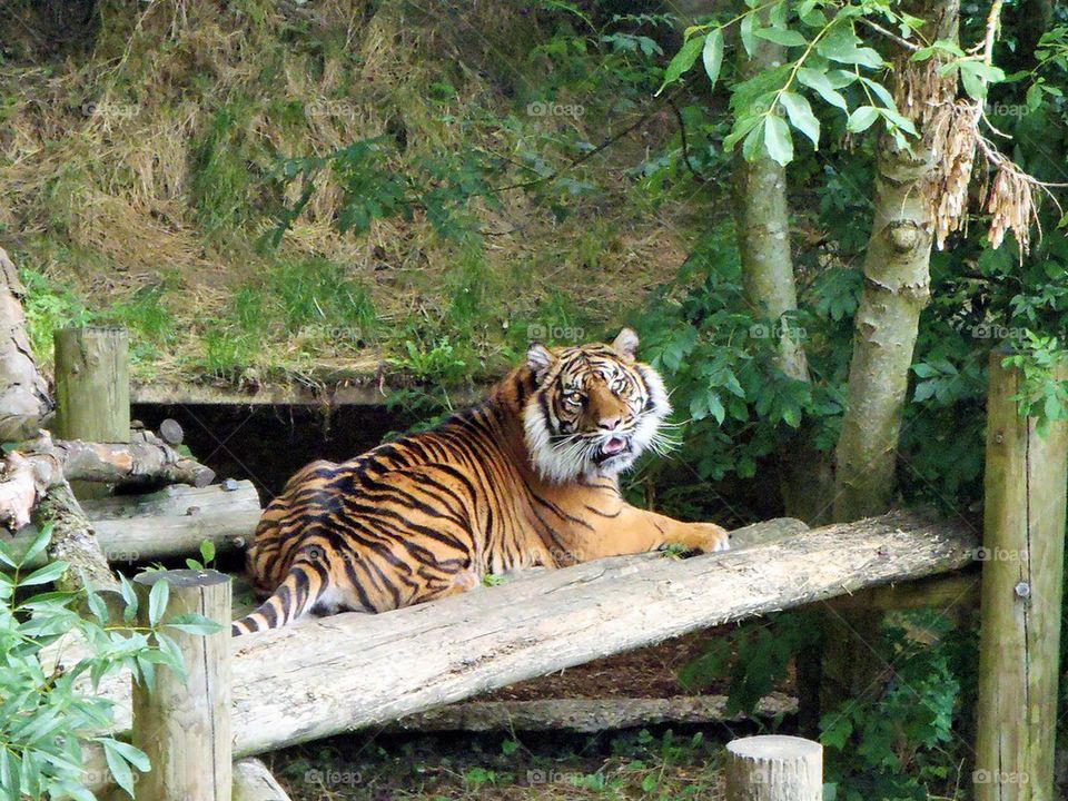 Tiger in zoo