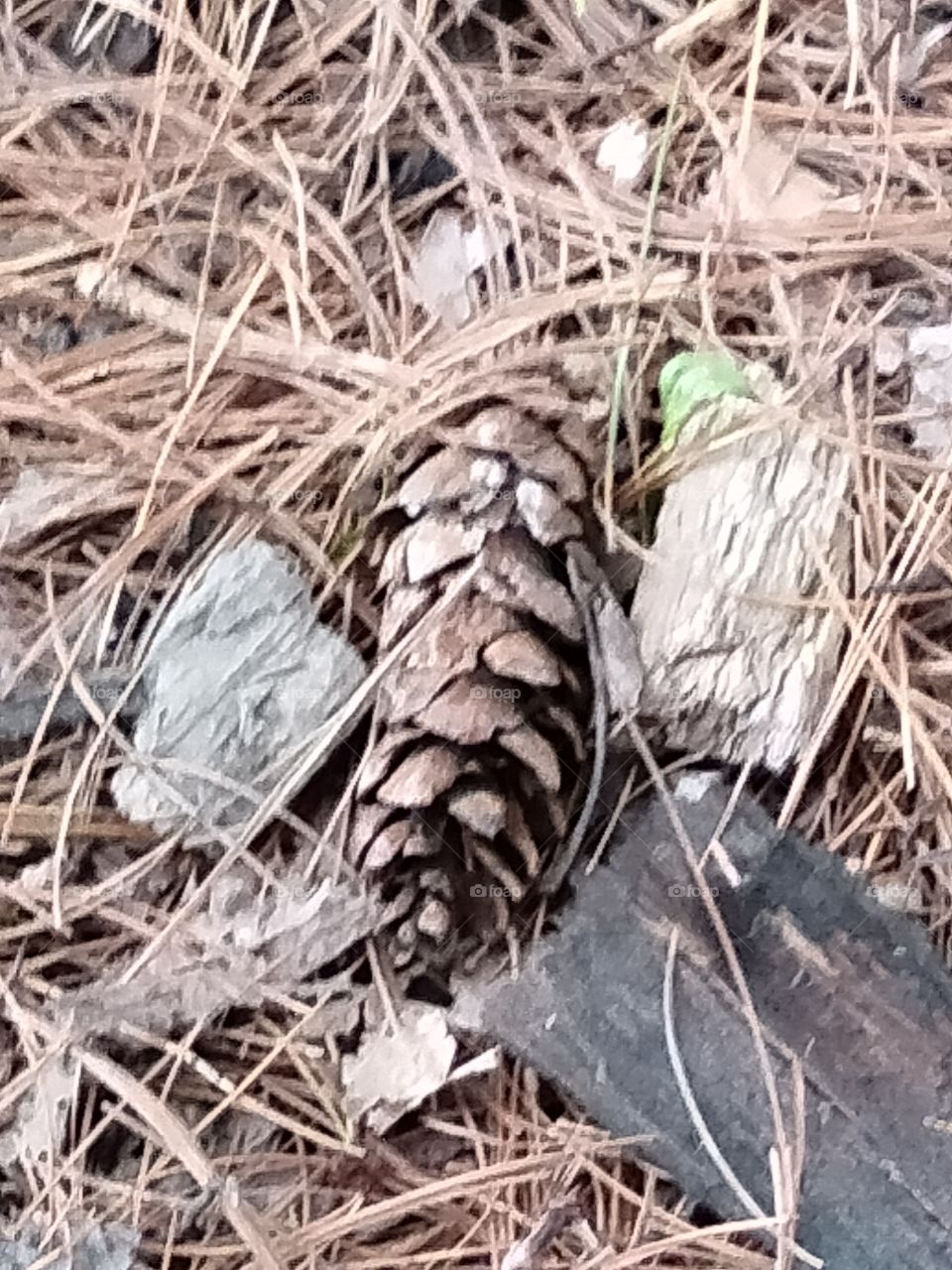 pinecone