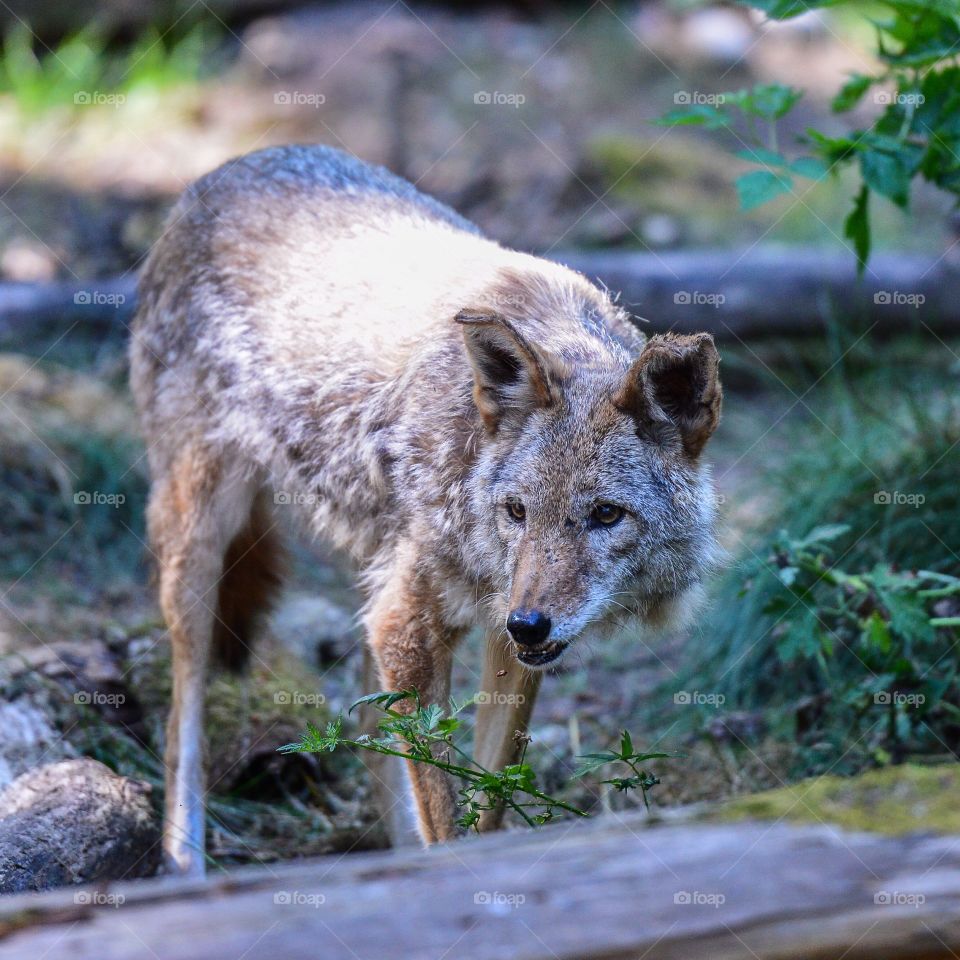 Northwest Coyote