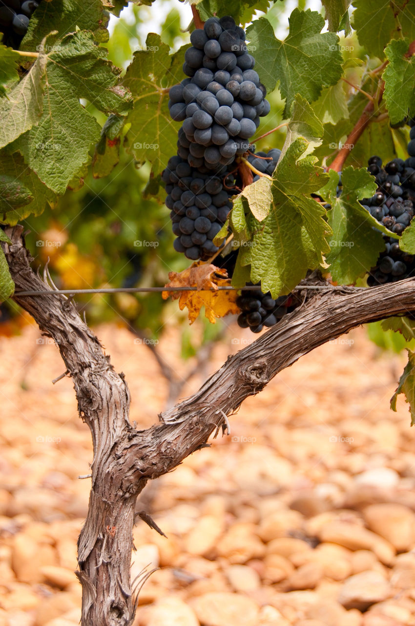 Cluster of grapes hanging from the vine in the vineyard