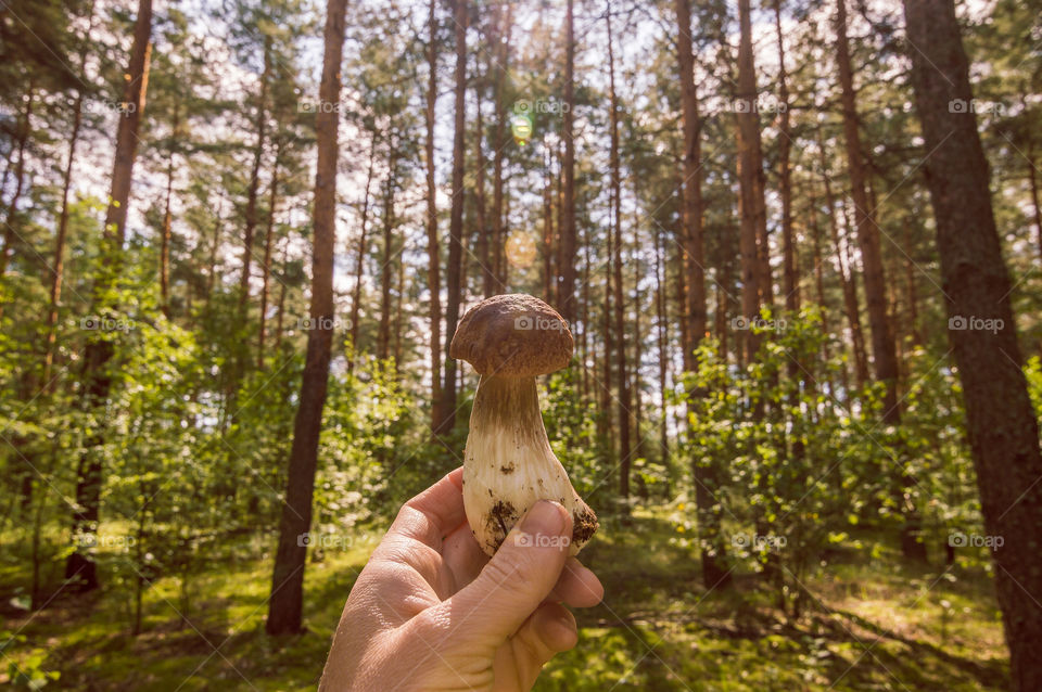 Gathering mushrooms, collecting mushrooms