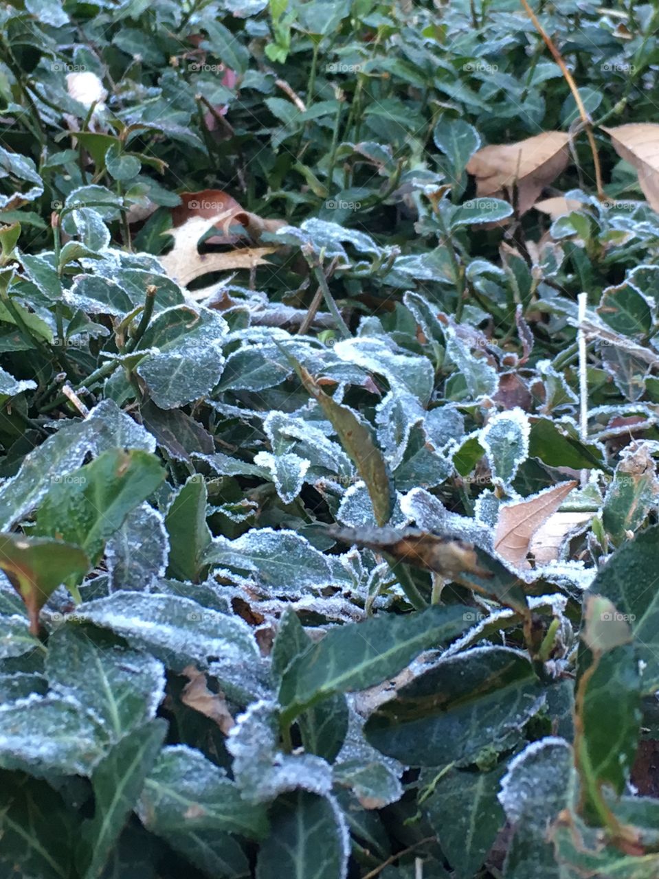 First frost