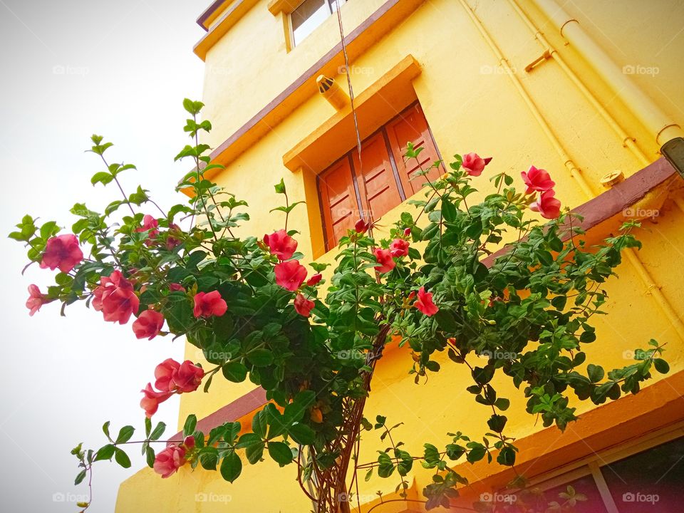 beautiful morning glory tree