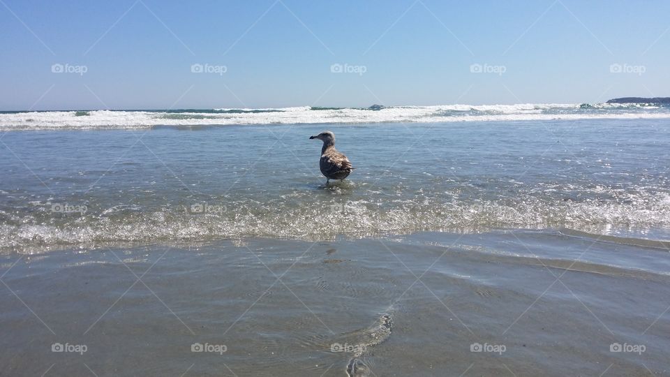 Gull in the Ocean
