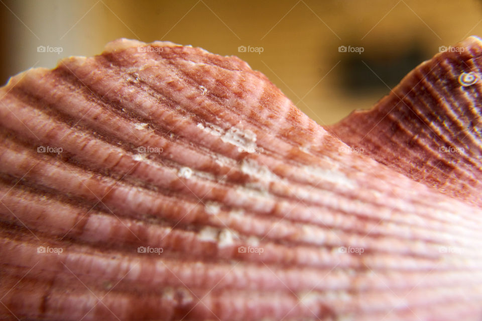 Close-up of seashell