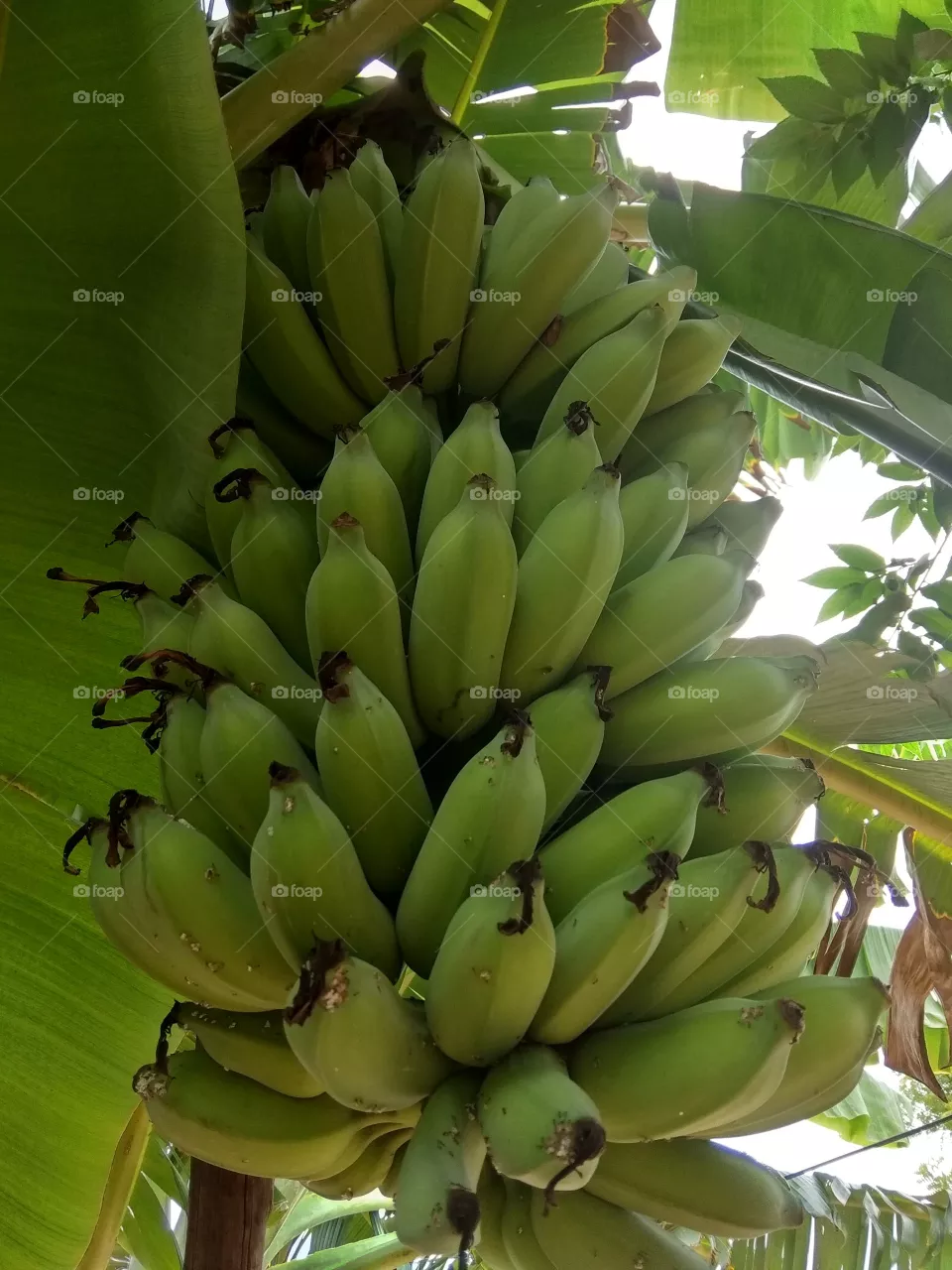 nature