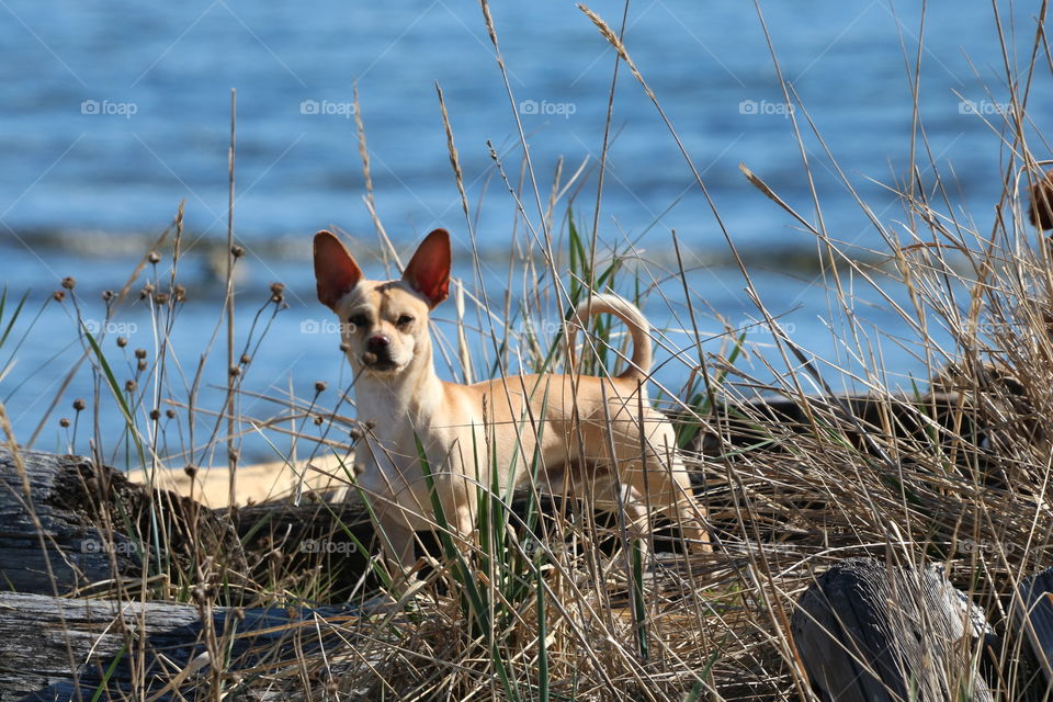 Dog by the water