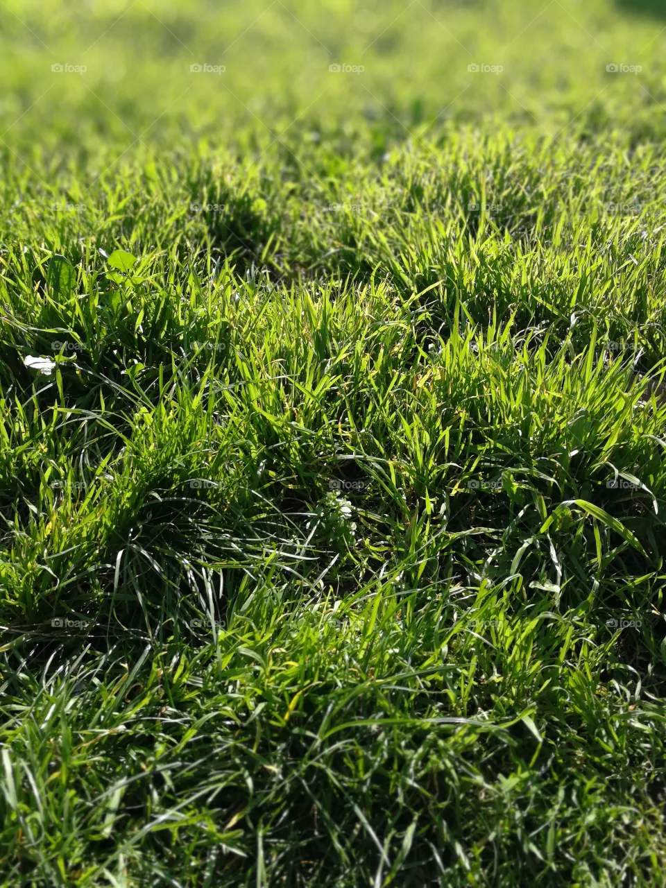 Grass