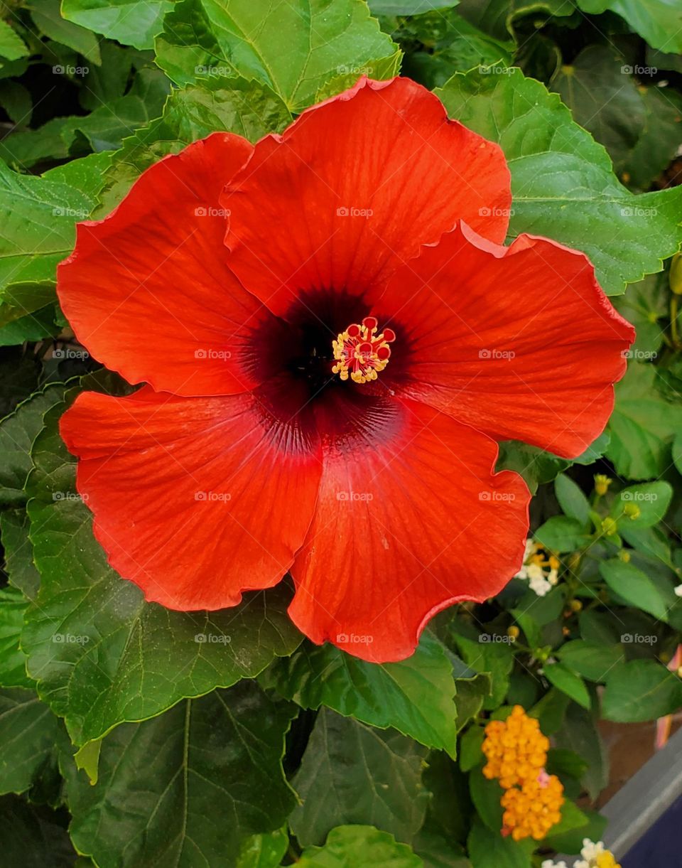 Beautiful Red Flower in Bloom