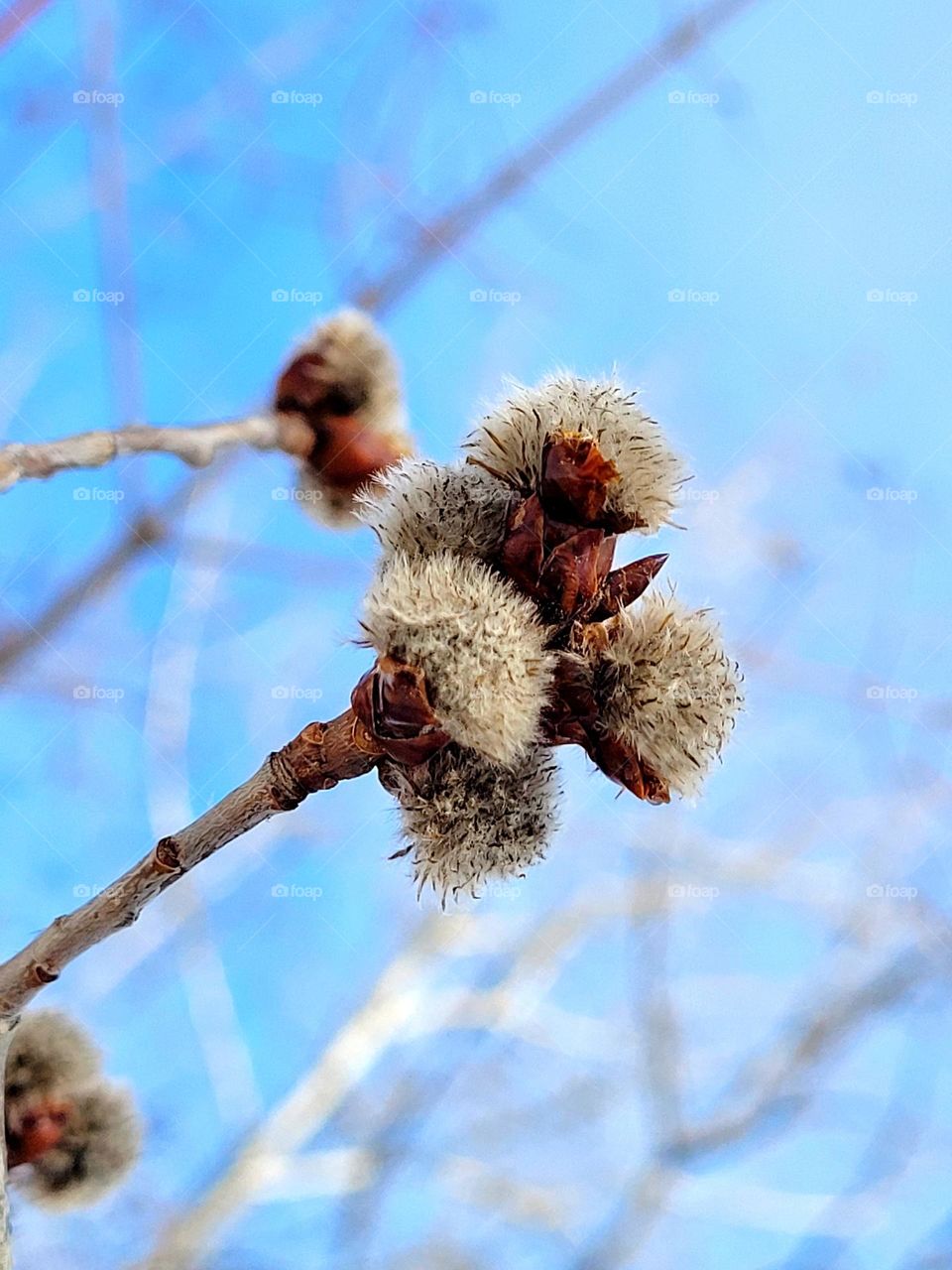 plant begins to gives fruits again