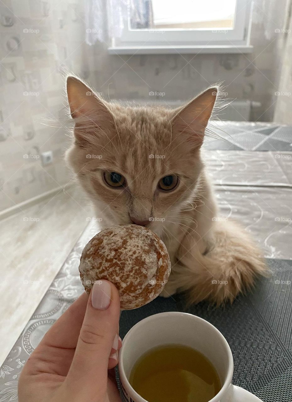 Breakfast with a cat