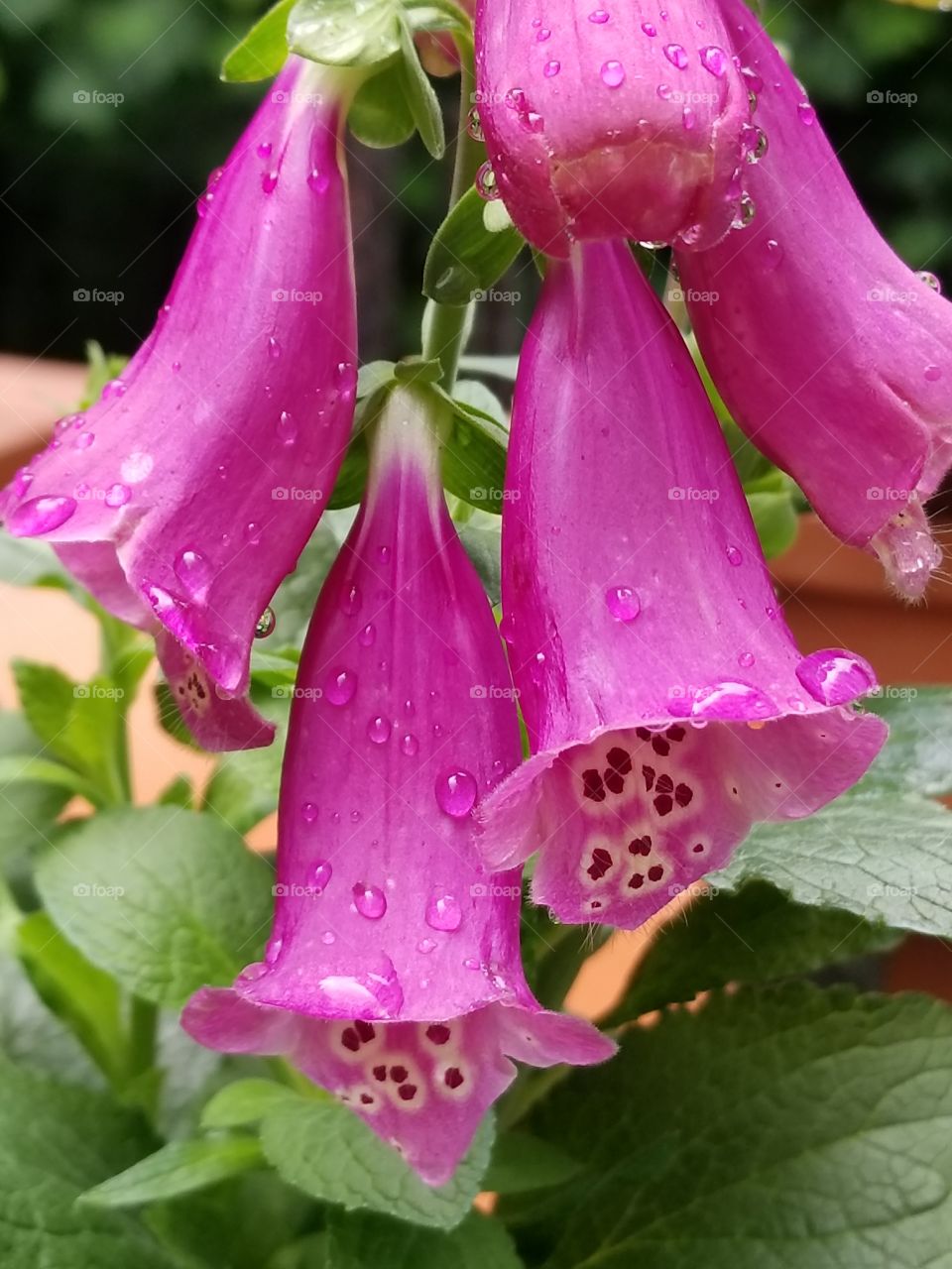 Fuschia Foxglove in the rain