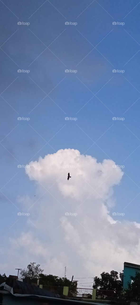cloud with bird