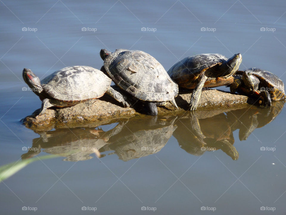 water reflection turtles by markworld