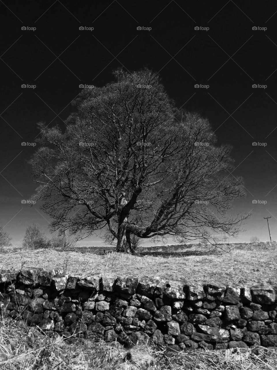 The black and white tree