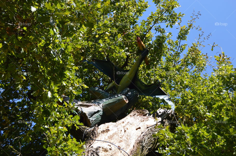 Flying dinosaur pterodactly