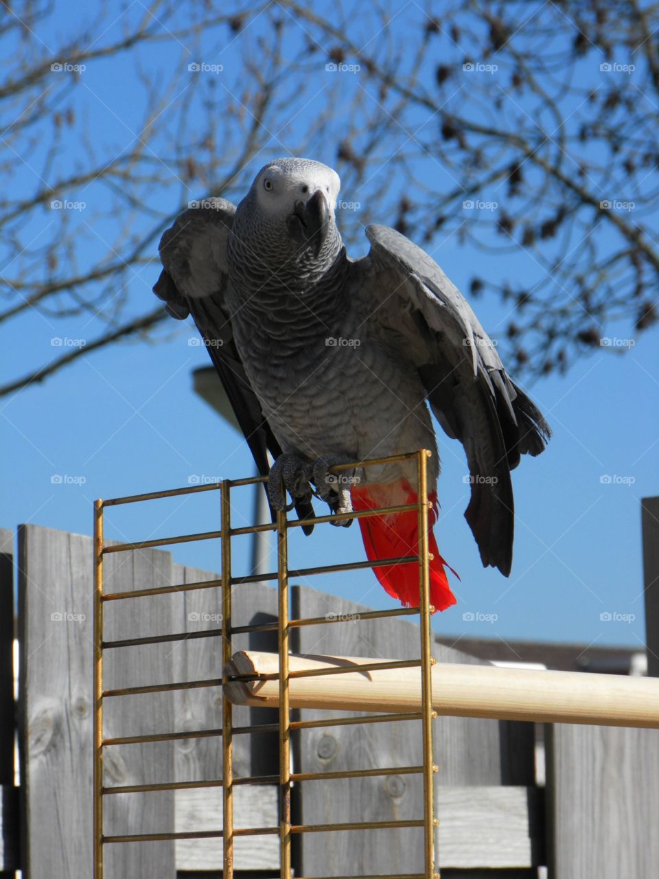 Tropical African grey parrot