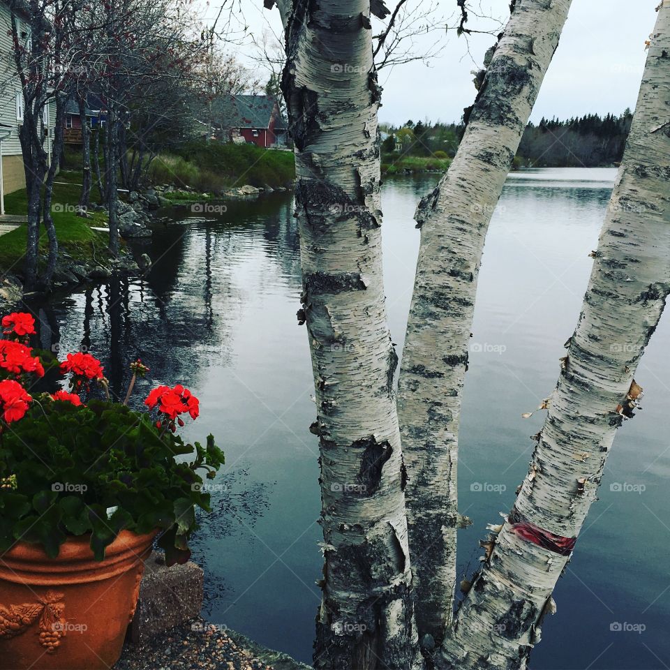 Lake view with red flowers and a birch tree , Halifax Nova Scotia