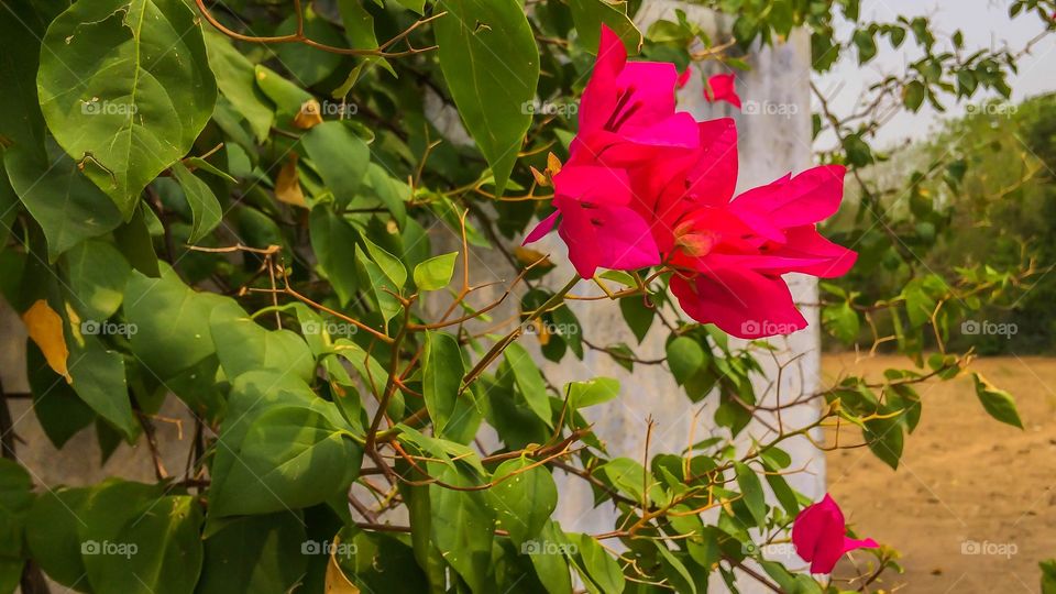 pink flowers 