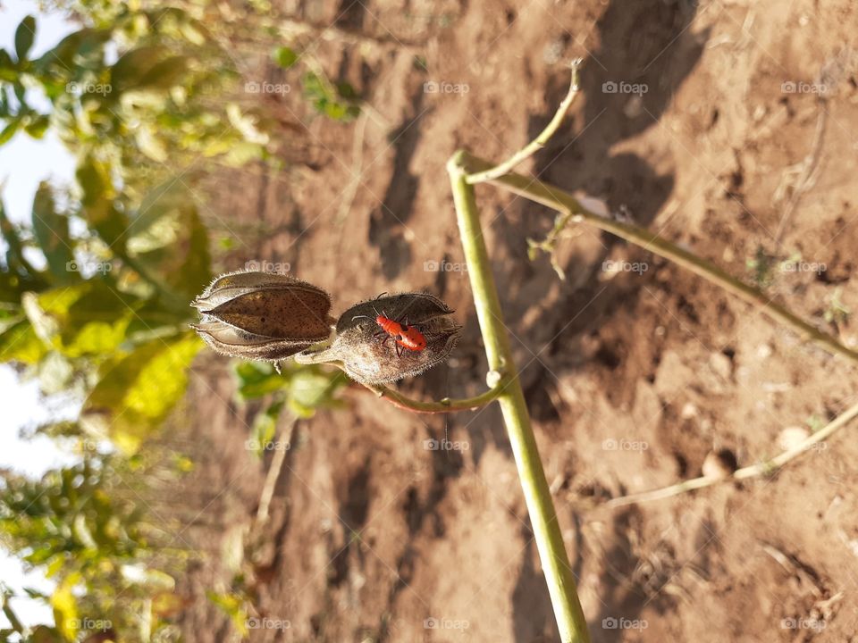 capturing while Insect attack on crop..